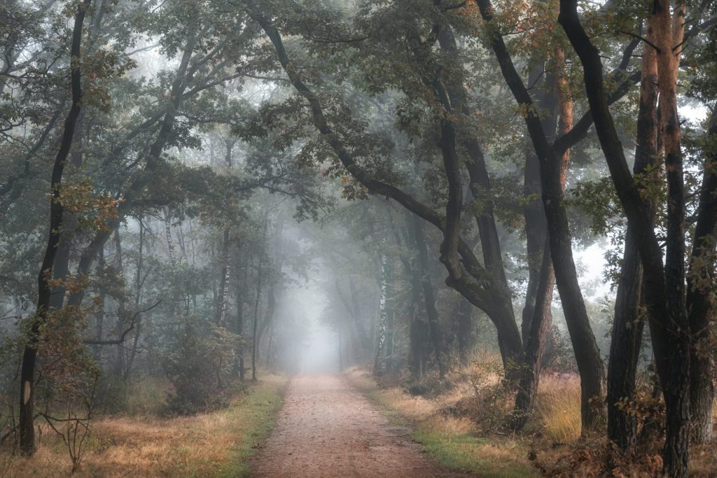 a dirt road in the middle of a forest on a foggy day