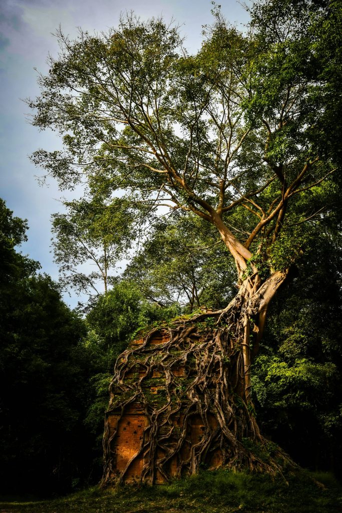 Ancient ruins overgrown with a large tree and vines.