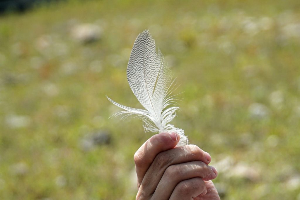 person holding white feather during daytime