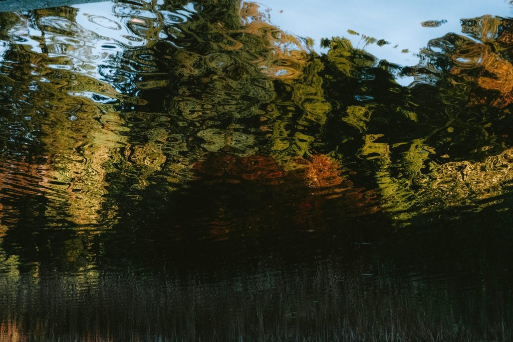 A reflection of trees in a body of water